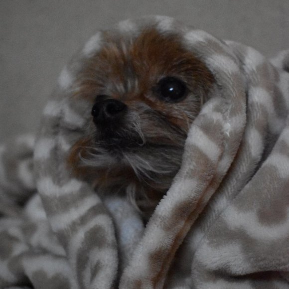 Meet your Posher, Evan - Picture 4 of 4